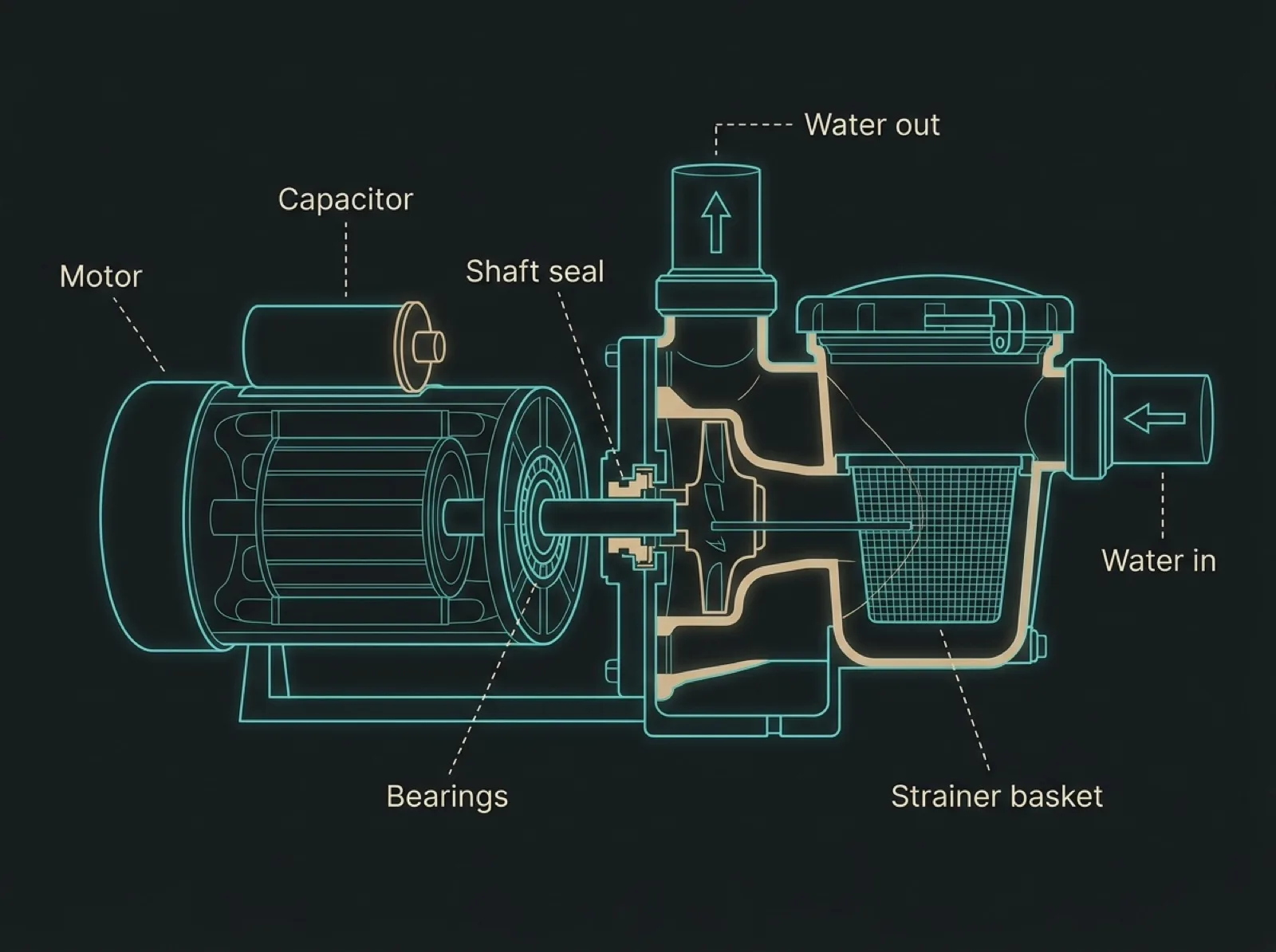 Flat labelled diagram of a pool pump showing the motor, the capacitor on top of the motor, the bearings inside, the shaft seal, the strainer basket and the water inlet and outlet