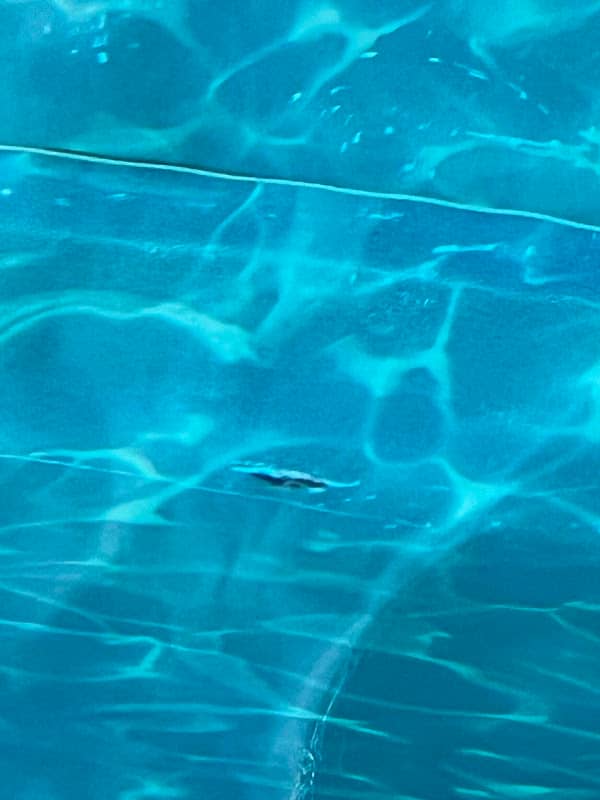 Pool Gurus project photo 3